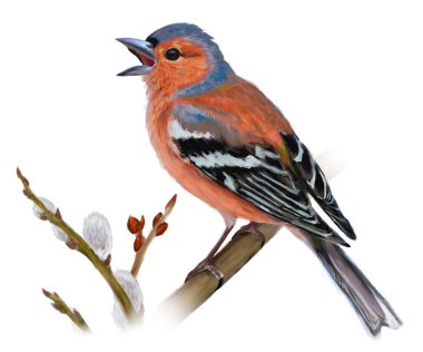 spring card with chaffinch on white background  clipart