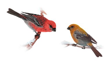 Çam kocabaş erkek ve beyaz arka plan üzerinde izole kadın