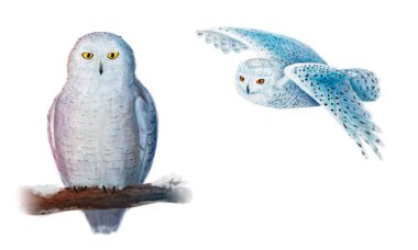 Snowy beyaz arka plan üzerinde izole baykuşlar