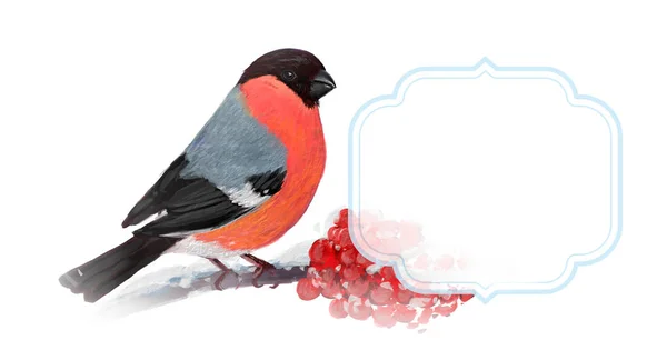 Bullfinch Con Guelder Rosa Biglietto Auguri Sfondo Bianco — Foto Stock