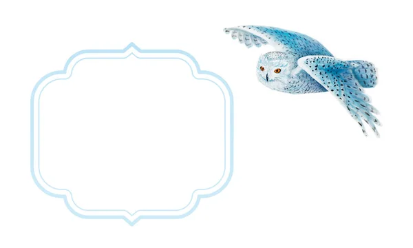 Летящая Снежная Сова Голубая Рамка Белом Фоне — стоковое фото