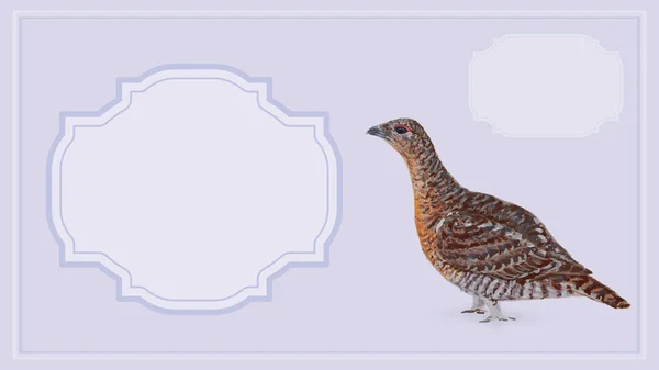 Female Capercaillie Lilac Tones Card Background — Stock Photo, Image