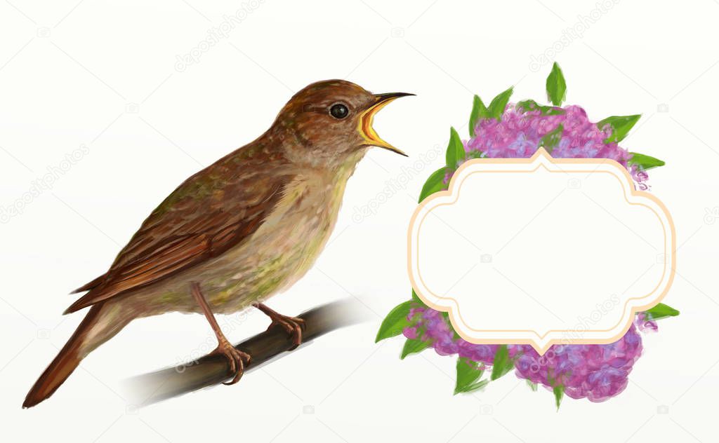Nightingale singing with lilac frame Isolated on white cardboard