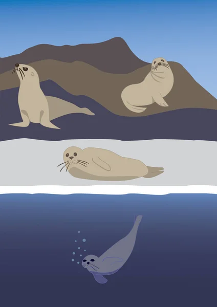 Sea Seals Ilustração Vetorial — Vetor de Stock