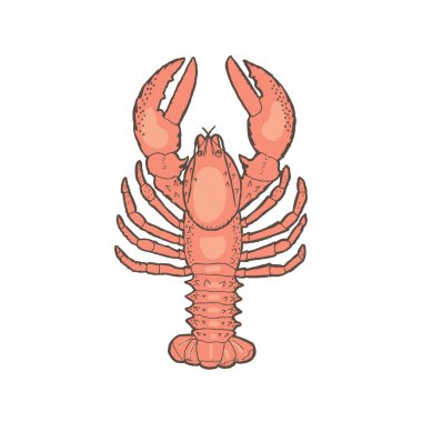 Kerevit vektör Illustration. Beyaz arka plan üzerinde çizim anahat