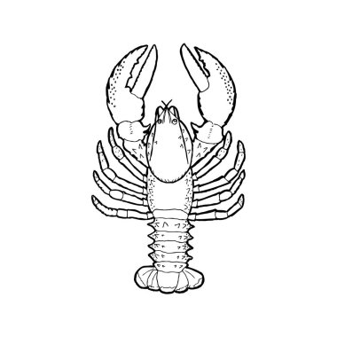 Kerevit vektör Illustration. Beyaz arka plan üzerinde çizim anahat