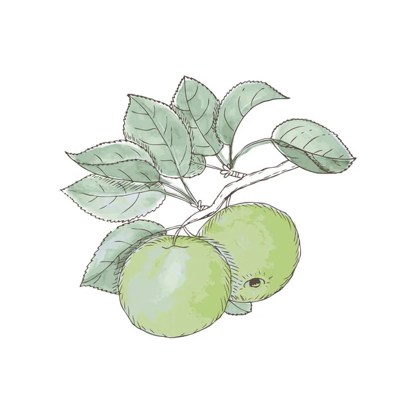 Vektorillustration Von Ästen Mit Äpfeln Und Blättern — Stockvektor
