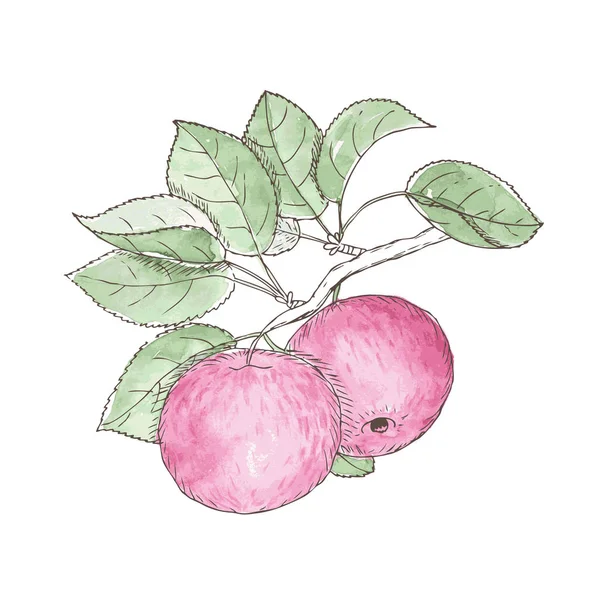 Vektorillustration Von Ästen Mit Äpfeln Und Blättern — Stockvektor