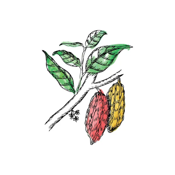 Ilustración Vectorial Rama Árbol Cacao Con Hojas Dibujo Del Contorno — Vector de stock