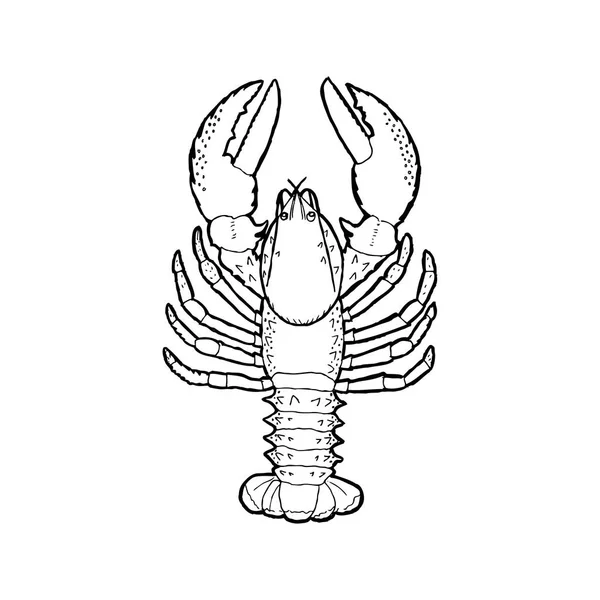 Illustrazione Vettoriale Dei Gamberi Disegno Contorno Sfondo Bianco — Vettoriale Stock