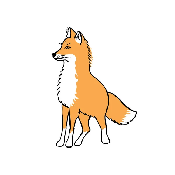 Vektorové Ilustrace Fox Rozměry Bílém Pozadí — Stockový vektor