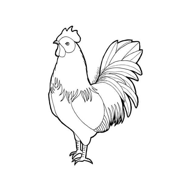 Illustrazione Vettoriale Del Gallo Disegno Contorno Sfondo Bianco — Vettoriale Stock