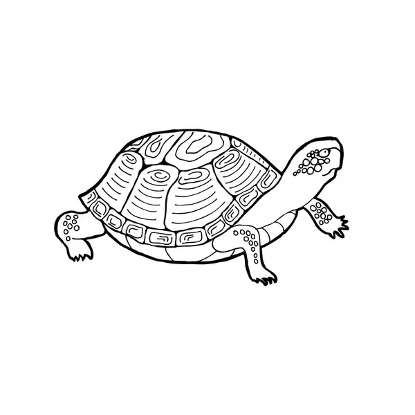 Vector Illustration Turtle Outline Drawing White Background — Stock Vector