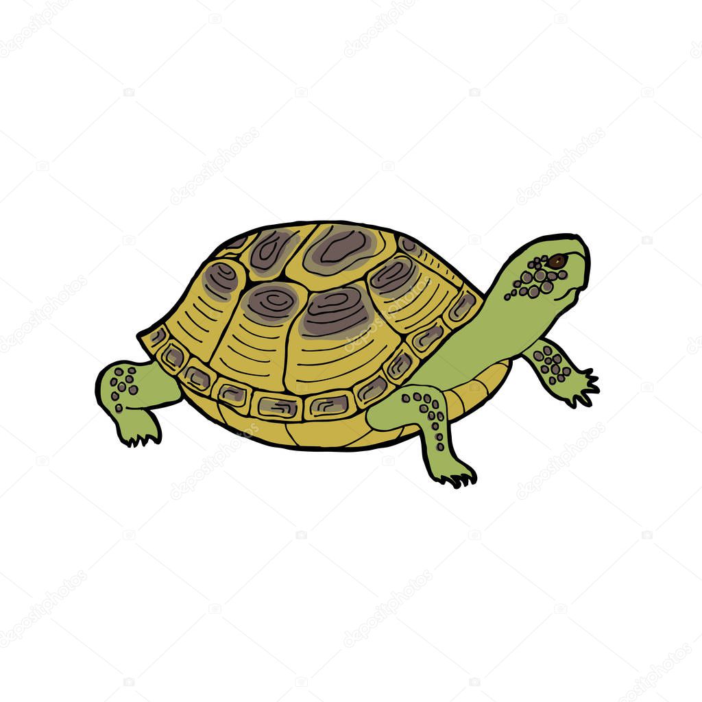 Vector illustration of turtle. Outline drawing on white background