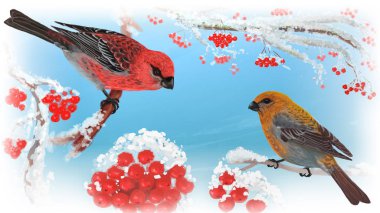 Kışın Rowan ağacı dalı üzerinde oturan sevimli erkek ve dişi pinicola