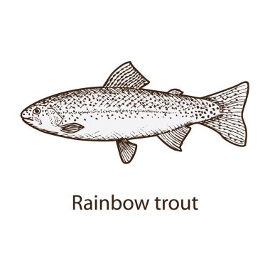 vintage tarzı, vektör çizim logo el çekilmiş Alabalık Balık