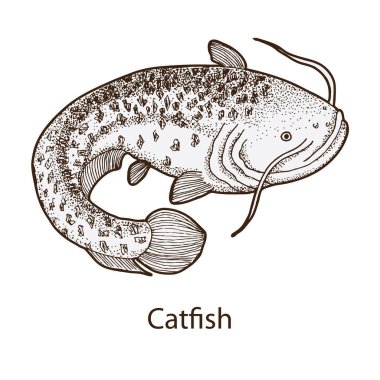 elle çizilmiş yayın balığı logo vintage tarzı, vektör çizim