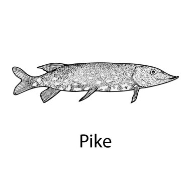 elle çizilmiş pike vintage tarzı, vektör çizim logo balık