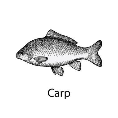 El sazan balık logo vintage tarzı, vektör çizim çekilmiş.