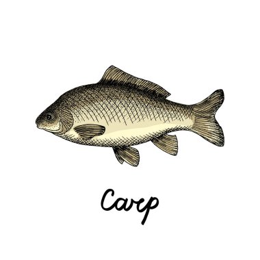 El sazan balık logo vintage tarzı, vektör çizim çekilmiş.