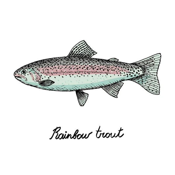 Vintage Tarzı Vektör Çizim Logo Çekilmiş Alabalık Balık — Stok Vektör
