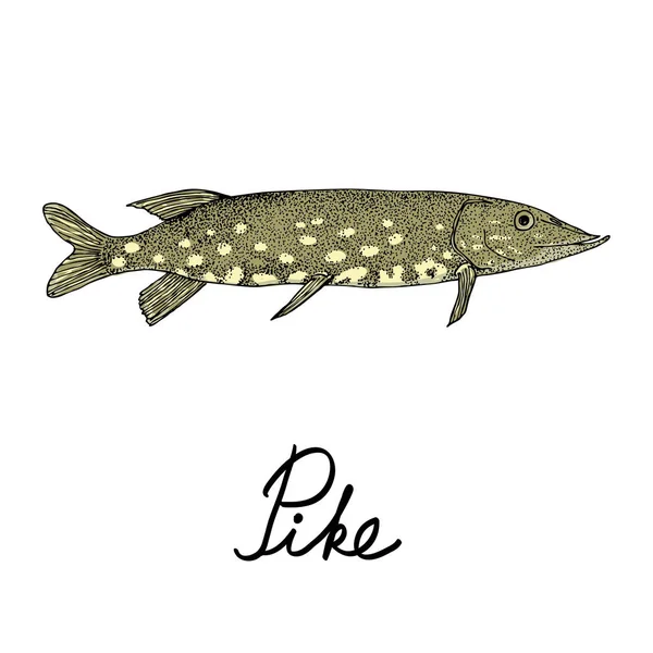 Logo Poisson Brochet Dessiné Main Dans Style Vintage Illustration Vectorielle — Image vectorielle