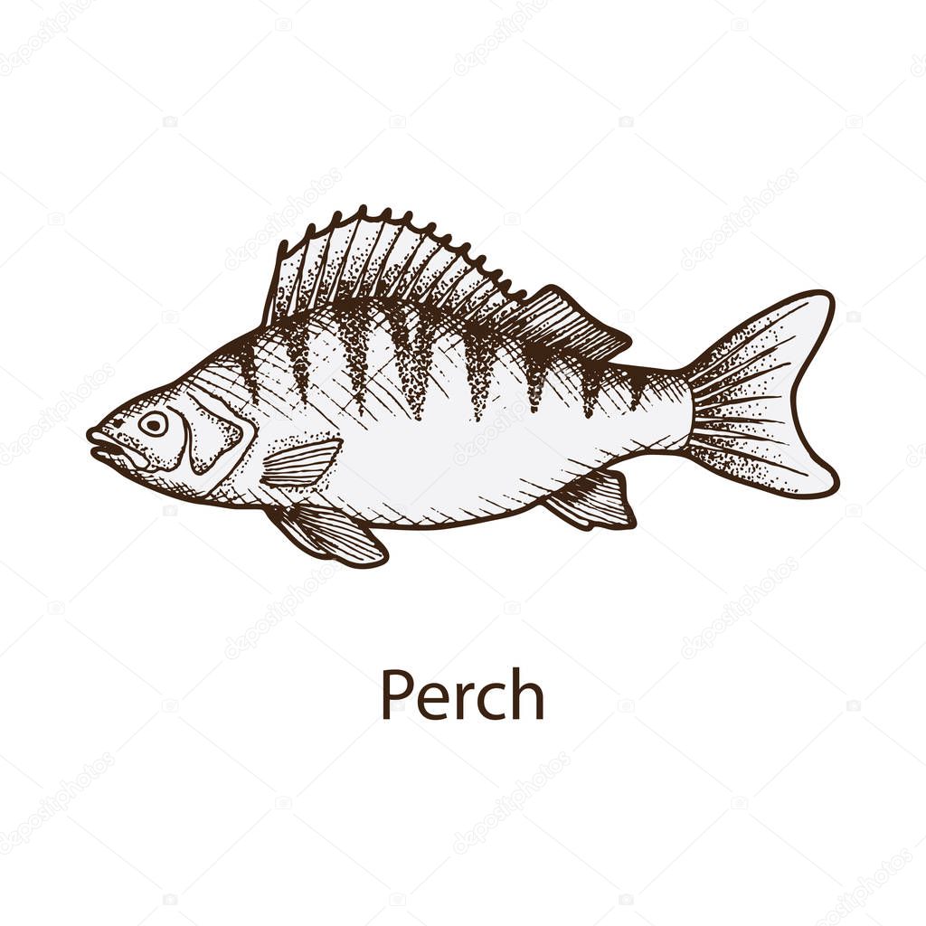 hand drawn Perch fish logo in vintage style, vector illustration