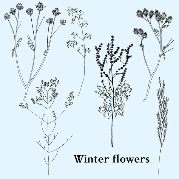 Flores Inverno Gramíneas Ilustração Vetorial Desenhada Mão — Vetor de Stock