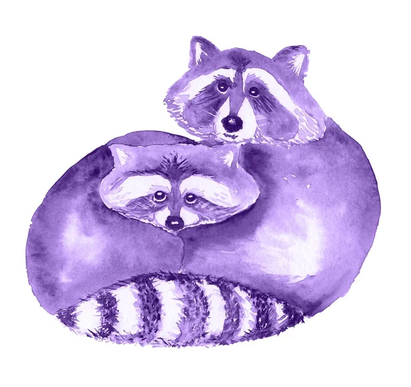 Une Paire Ratons Laveurs Violette Illustration Aquarelle Monochrome — Photo