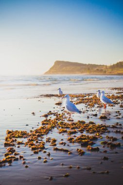 Seagulls on Seven Mile Beach, Lennox Head clipart