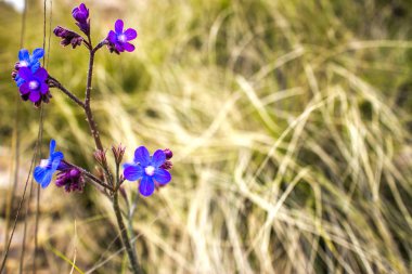 makro çiçeği yeşil çayır yaz petal doğa günbatımı üzerinde çiçekler mor mavi çiçek renk yakın çekim
