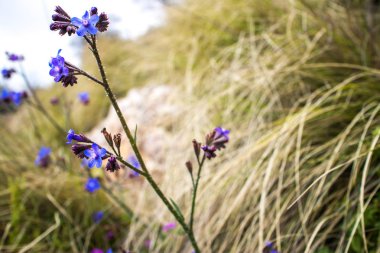 makro çiçeği yeşil çayır yaz petal doğa günbatımı üzerinde çiçekler mor mavi çiçek renk yakın çekim