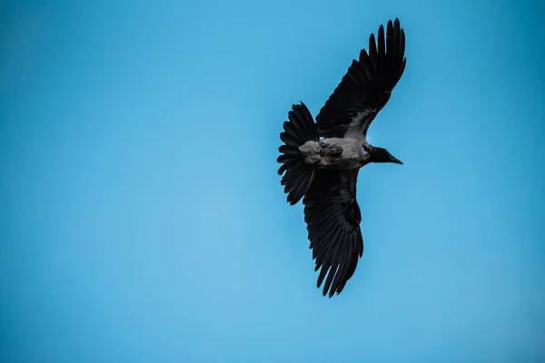 Bird Crow Dove Fly Blue Sky Artistic — Stock Photo, Image