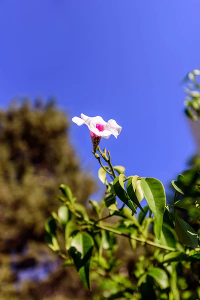 Hermosa Flor Blanca Naturaleza Florecen Sobre Fondo Azul Soleado — Foto de Stock