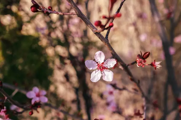 Çiçeklerle açan badem ağacı