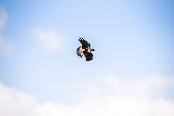 Grauer Rabe Fliegt Freier Wildbahn lizenzfreie Stockfotos