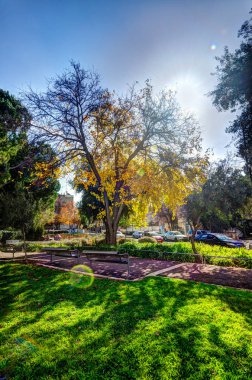 İsrail Batı Kudüs, güneşli gün, Sonbahar zaman parkta güzel