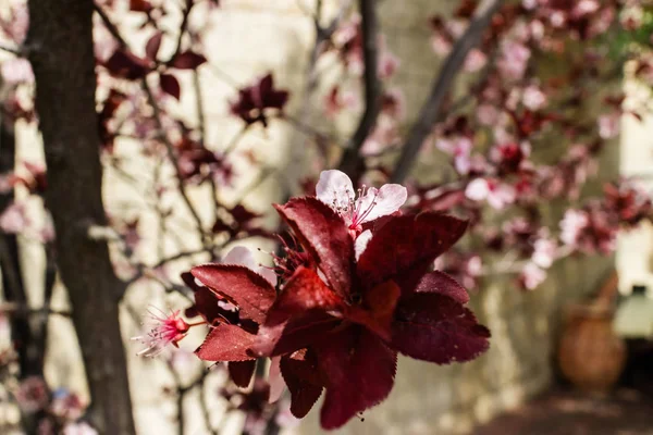Badem ağacı çiçek açmış, mavi gökyüzü pembe.