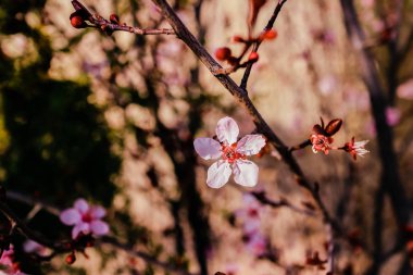 Badem ağacı çiçek açmış, mavi gökyüzü pembe.