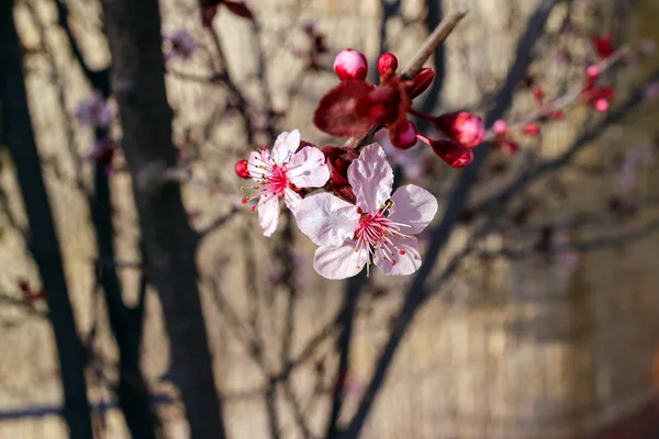 Badem ağacı çiçek açmış, mavi gökyüzü pembe.