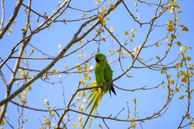 Dalı kırmızı gagası ile doğada ücretsiz papağan.
