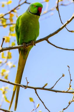 Dalı kırmızı gagası ile doğada ücretsiz papağan.
