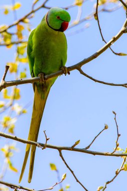 Dalı kırmızı gagası ile doğada ücretsiz papağan.