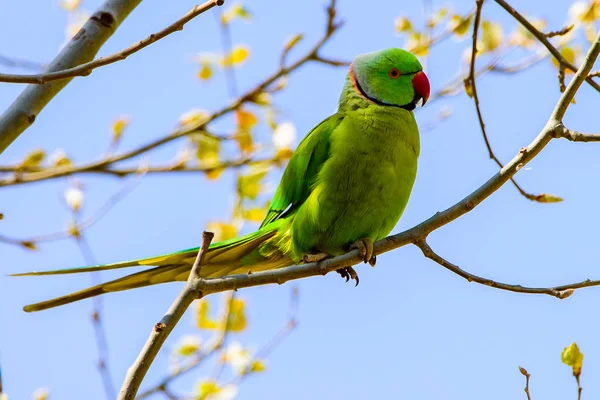 Dalı kırmızı gagası ile doğada ücretsiz papağan.