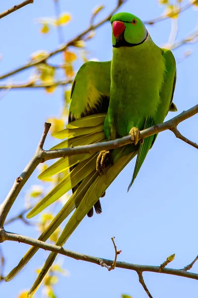 Parrot On Branch Free in Nature with a Red Beak. — Stock Photo, Image