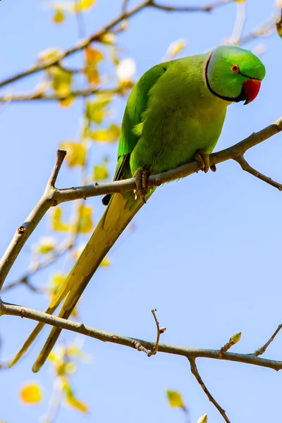 Papagei am Ast frei in der Natur mit rotem Schnabel. Stockbild