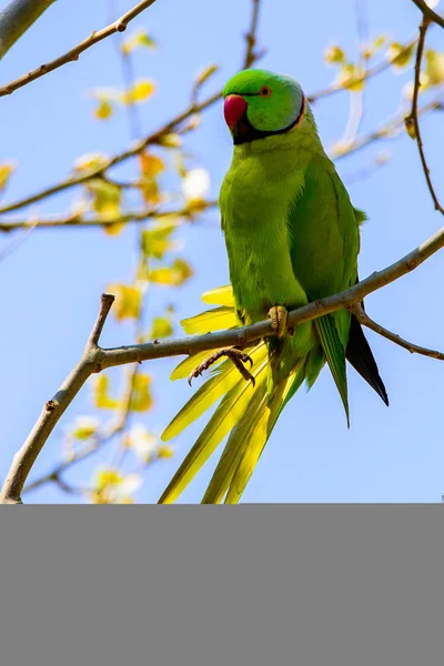 Loro en rama libre en la naturaleza con un pico rojo . —  Fotos de Stock