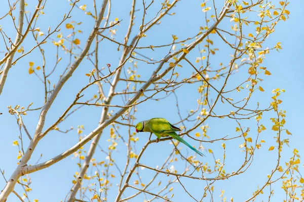 Papegaai op tak vrij in de natuur met een rode snavel. — Stockfoto