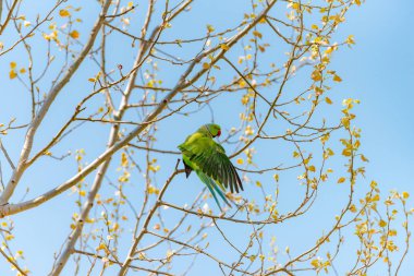 Dalı kırmızı gagası ile doğada ücretsiz papağan.
