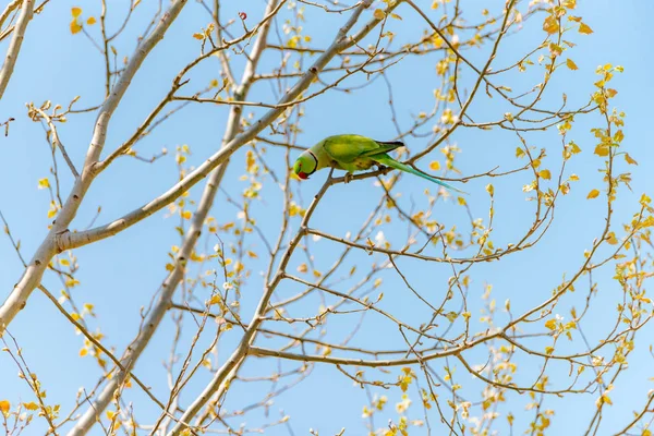 Parrot On Branch Free in Nature with a Red Beak. — Stock Photo, Image